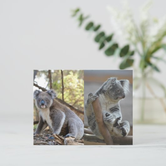 Carte Postale Koala (Debout devant)