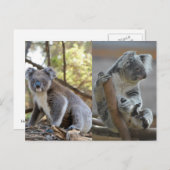 Carte Postale Koala (Devant / Derrière)