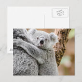 Carte Postale Koala (Devant / Derrière)