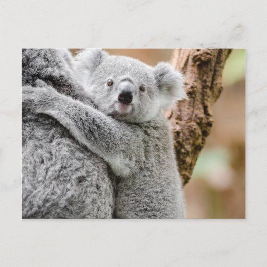 Carte Postale Koala (Devant)