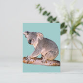 Carte postale Koala (Debout devant)