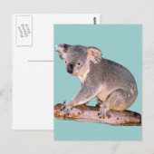Carte postale Koala (Devant / Derrière)