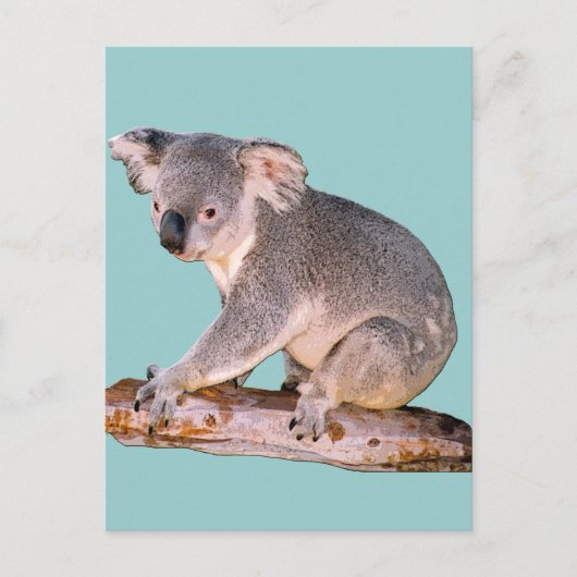 Carte postale Koala (Devant)