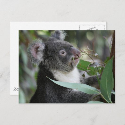 Carte Postale Koala (Devant / Derrière)