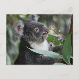 Carte Postale Koala
