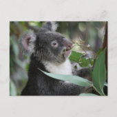 Carte Postale Koala (Devant)