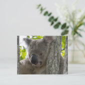 Carte Postale Koala (Debout devant)