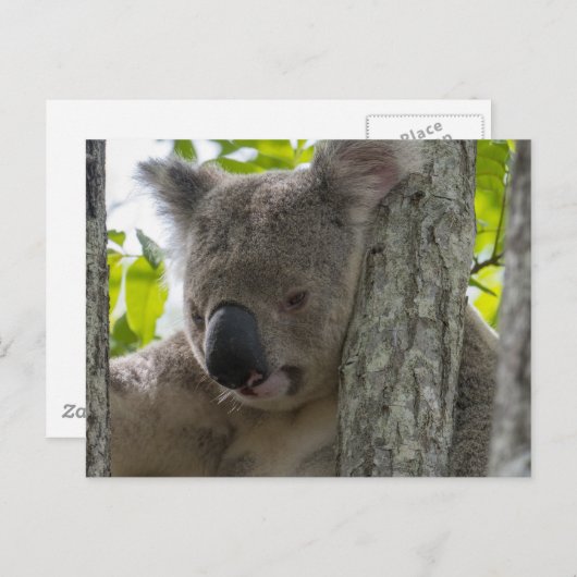 Carte Postale Koala (Devant / Derrière)