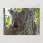 Carte Postale Koala (Devant)