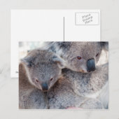 Carte Postale Koala (Devant / Derrière)