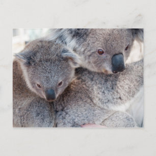 Carte Postale Koala
