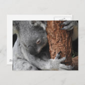 Carte Postale Koala (Devant / Derrière)