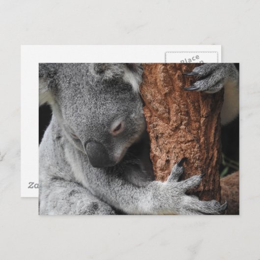 Carte Postale Koala (Devant / Derrière)