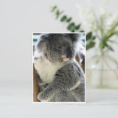 Carte Postale koala (Debout devant)