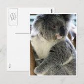 Carte Postale koala (Devant / Derrière)