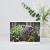 Carte Postale Koala (Debout devant)