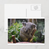 Carte Postale Koala (Devant / Derrière)