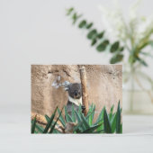 Carte postale Koala (Debout devant)
