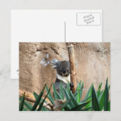 Carte postale Koala (Devant / Derrière)