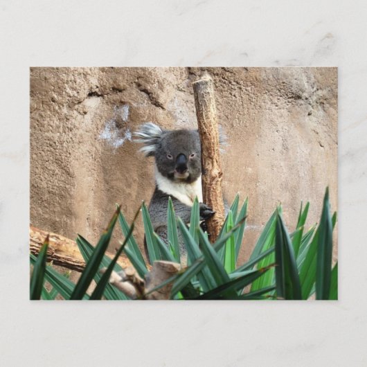 Carte postale Koala (Devant)