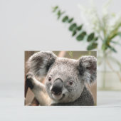 Carte postale Koala (Debout devant)