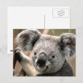 Carte postale Koala (Devant / Derrière)