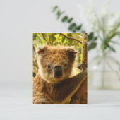 Carte Postale Koala (Debout devant)