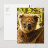 Carte Postale Koala (Devant / Derrière)