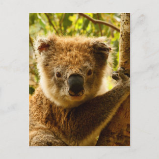 Carte Postale Koala