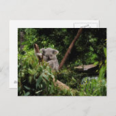 Carte Postale koala (Devant / Derrière)
