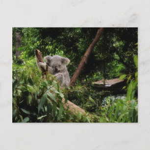 Carte Postale koala