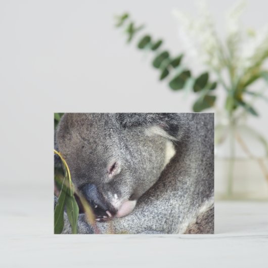 Carte Postale Koala (Debout devant)