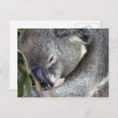 Carte Postale Koala (Devant / Derrière)
