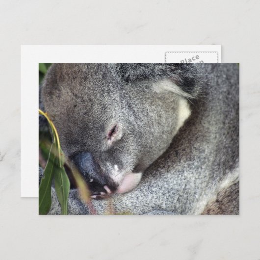 Carte Postale Koala (Devant / Derrière)