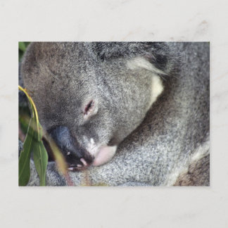 Carte Postale Koala
