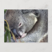 Carte Postale Koala (Devant)