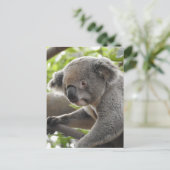 Carte Postale Koala (Debout devant)