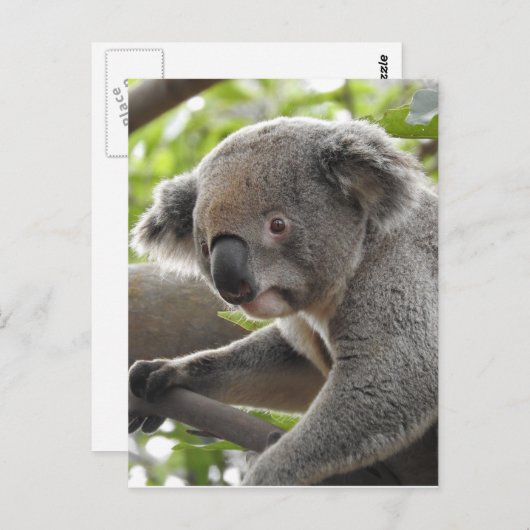 Carte Postale Koala (Devant / Derrière)