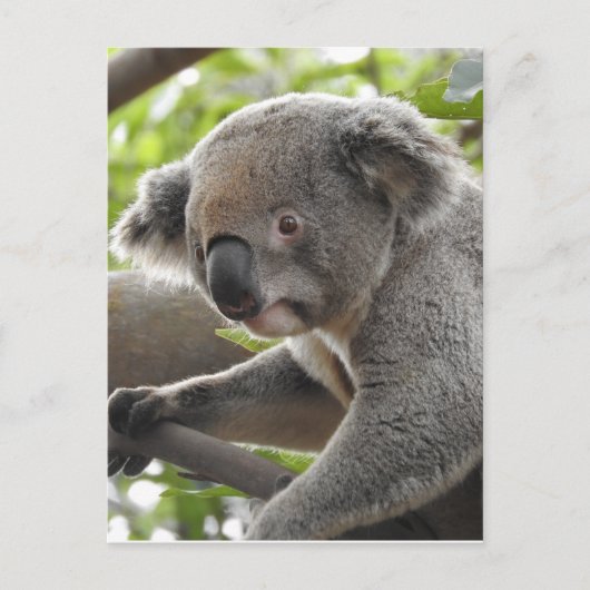 Carte Postale Koala (Devant)