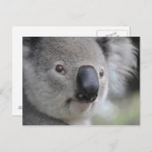 Carte postale Koala 1 (Devant / Derrière)