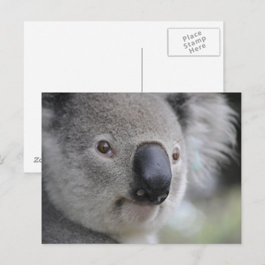 Carte postale Koala 1 (Devant / Derrière)