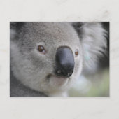 Carte postale Koala 1 (Devant)