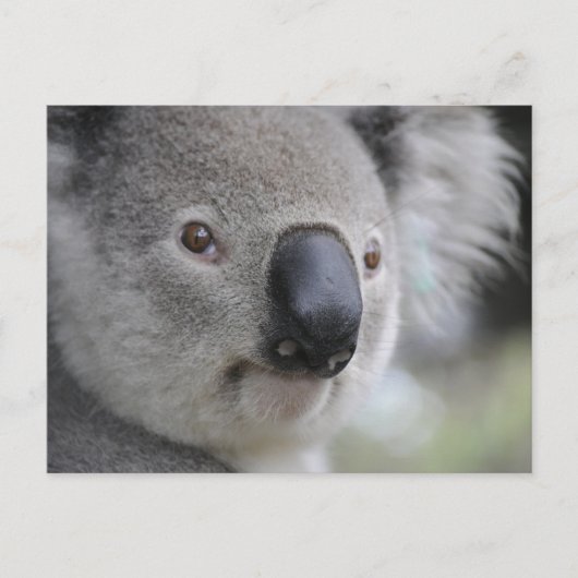 Carte postale Koala 1 (Devant)