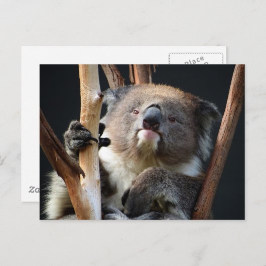 Carte Postale Koala 1 (Devant / Derrière)