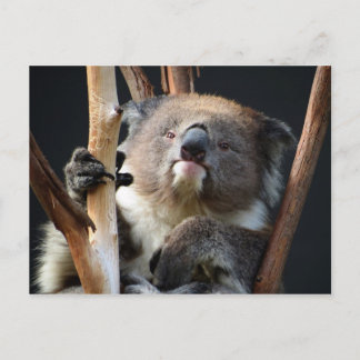 Carte Postale Koala 1