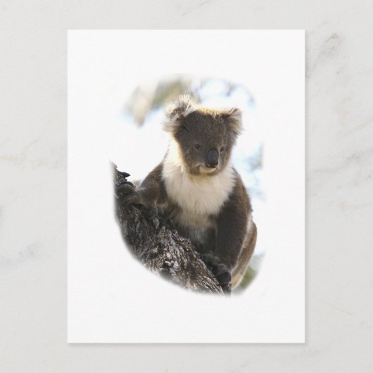 Carte Postale Koala 2 (Devant)