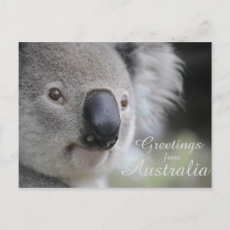 Carte Postale Koala 2 - Salutations