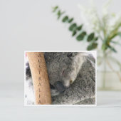 Carte Postale koala australie (Debout devant)