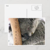 Carte Postale koala australie (Devant / Derrière)