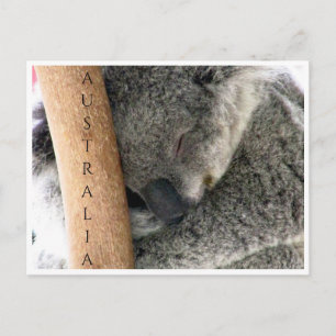 Carte Postale koala australie